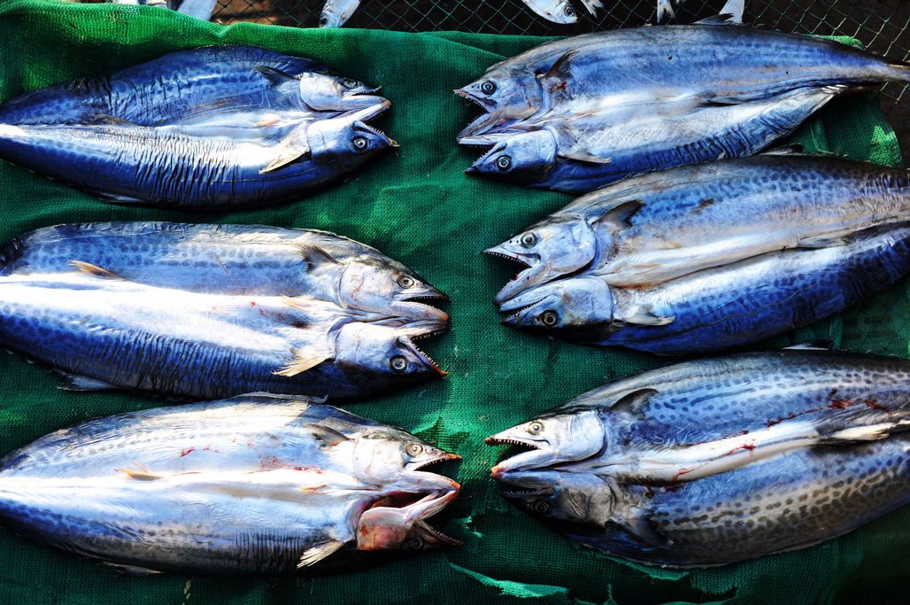 淡干魚干為何價格翻倍？初冬曬魚干正當時